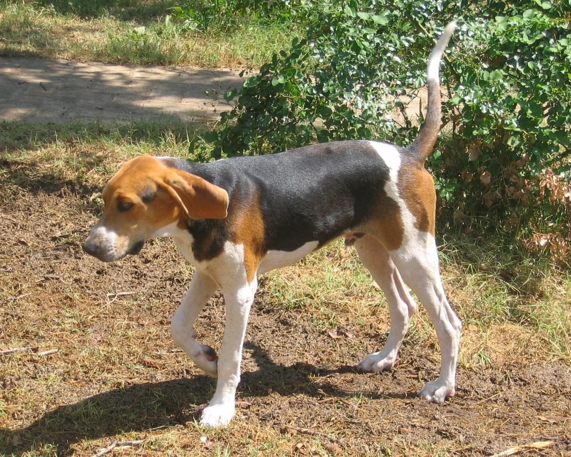 walker