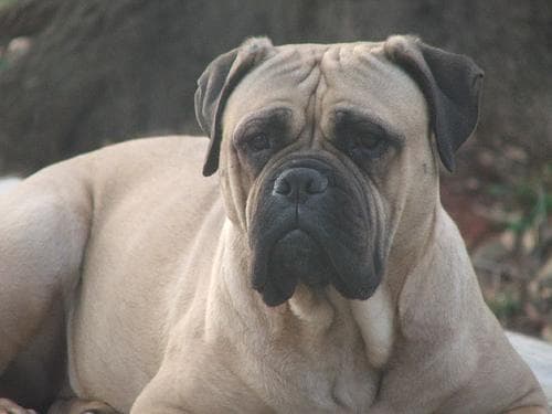 bull