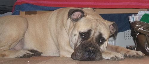bull