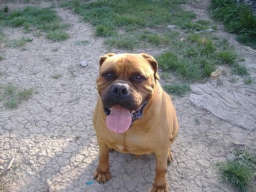 bull