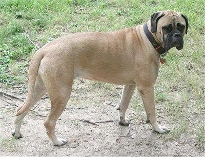 bull