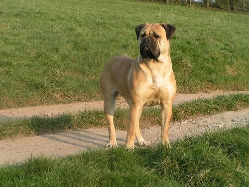 mastiff