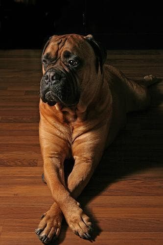 bull