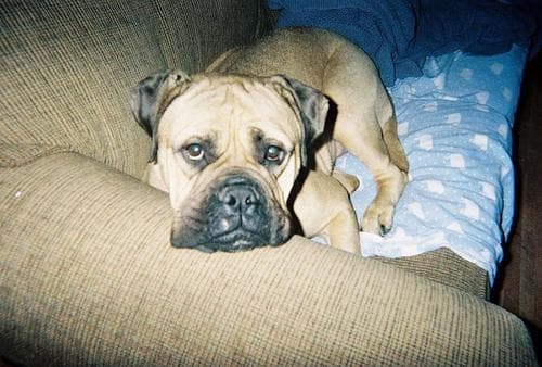 bull