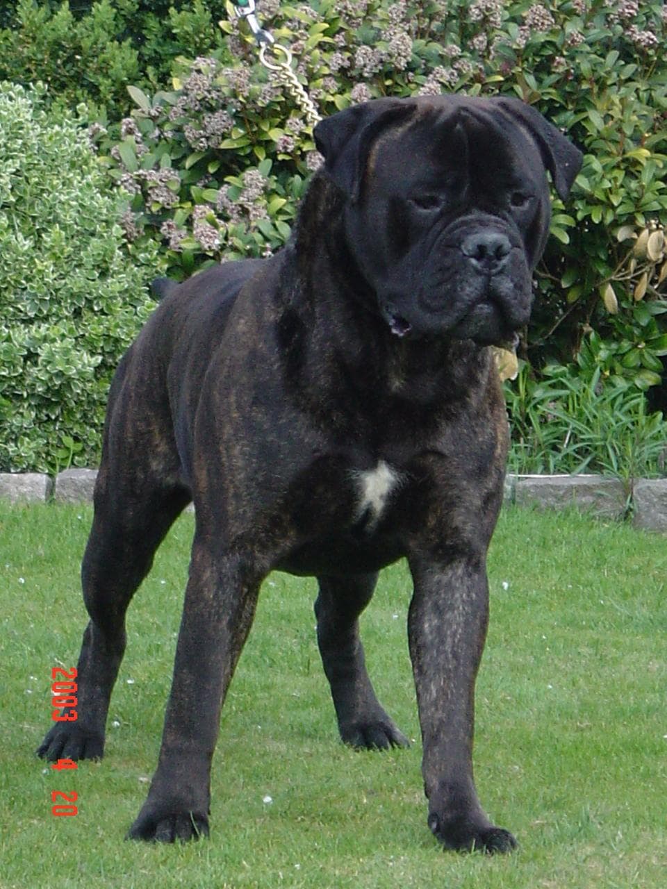 bull
