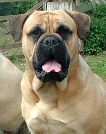 mastiff