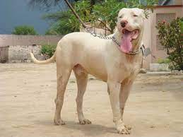 indian