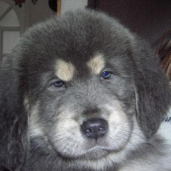 tibetan