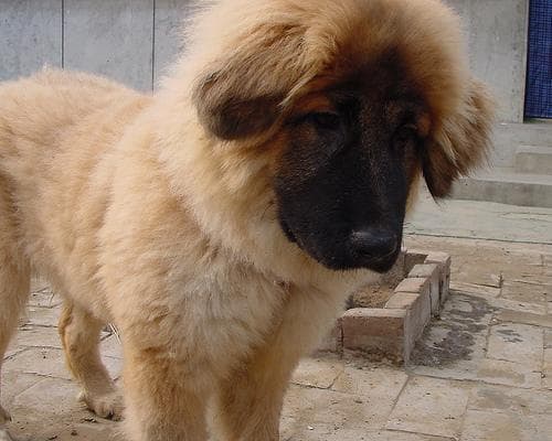 tibetan