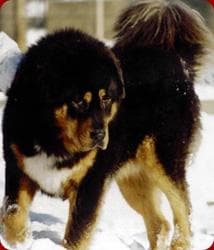 tibetan