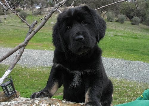 tibetan