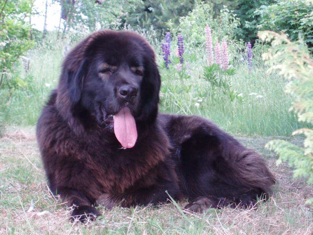 tibetan