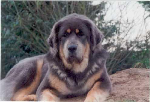 tibetan
