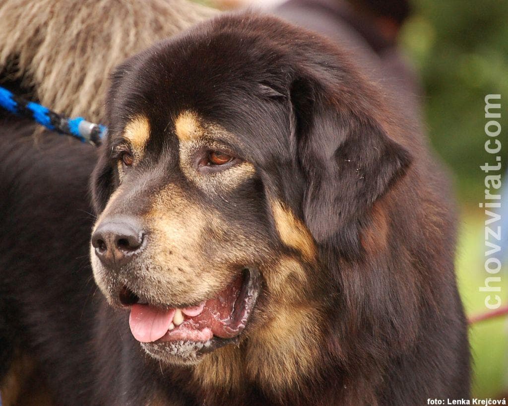 tibetan