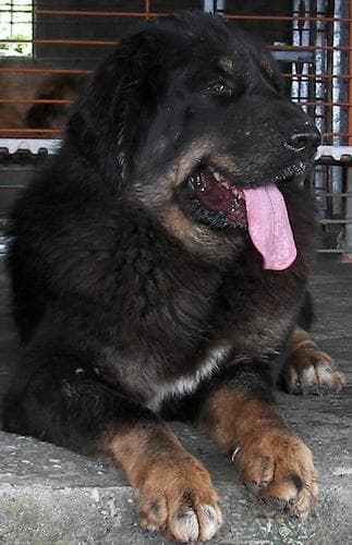tibetan