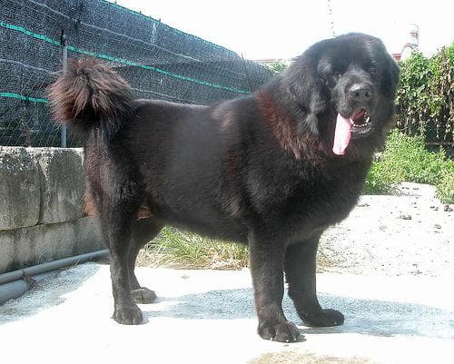 tibetan