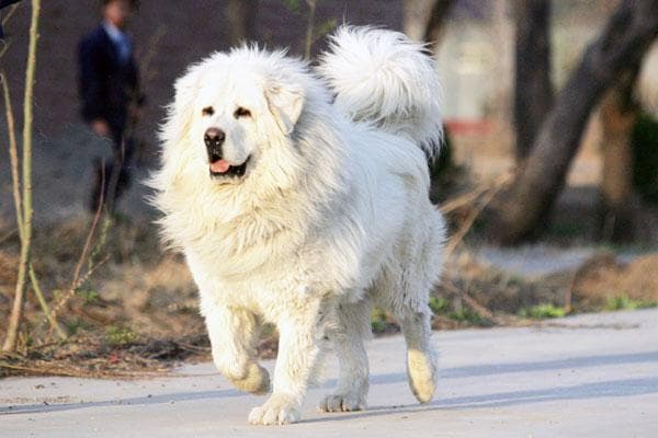 tibetan