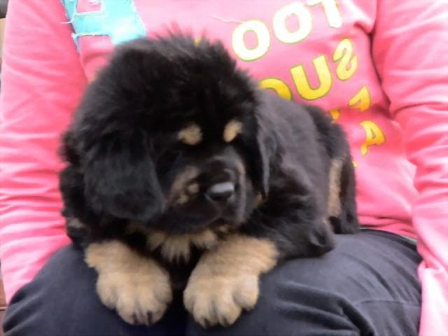 tibetan