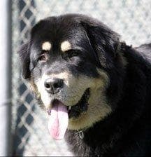 tibetan