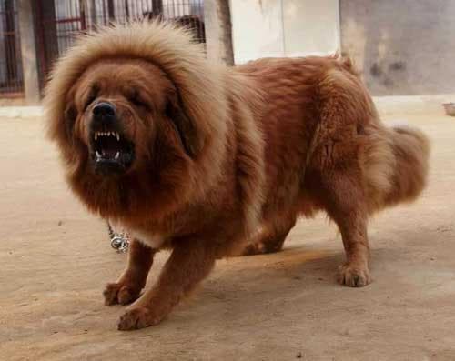 tibetan