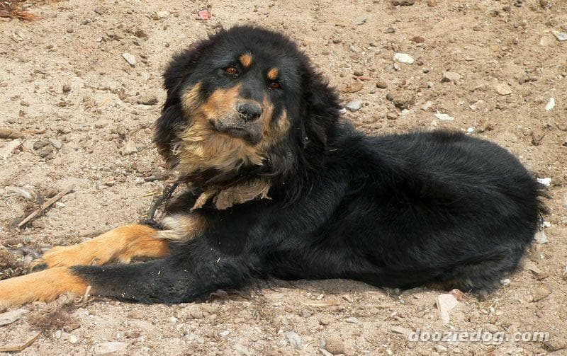 tibetan