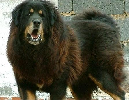 tibetan