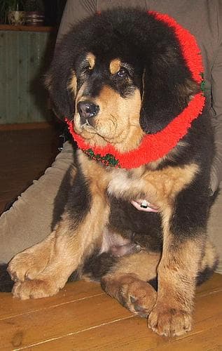 mastiff