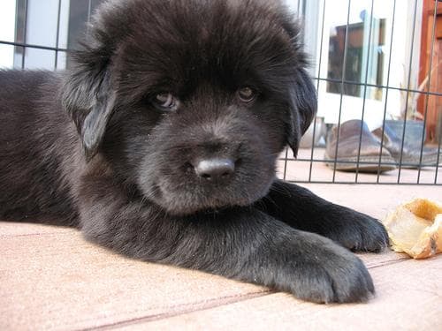 tibetan