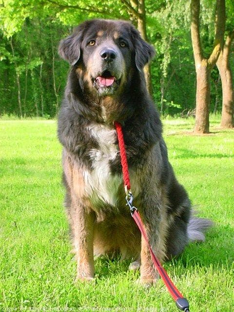 tibetan