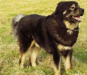 tibetan