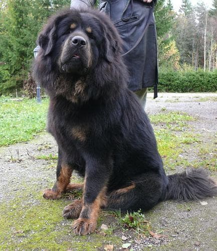 tibetan