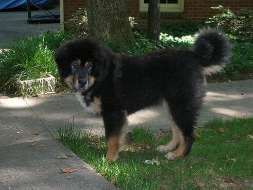 tibetan
