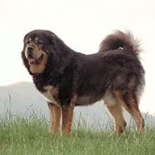tibetan