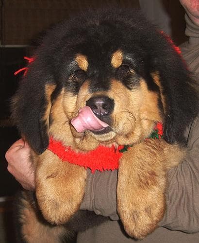 tibetan