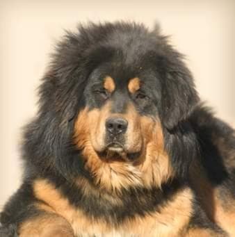 tibetan