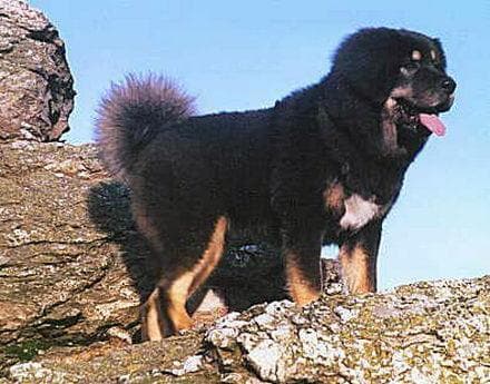 tibetan