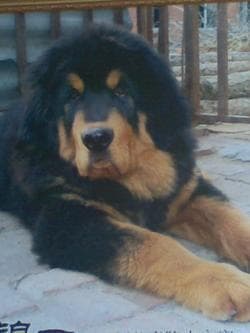 tibetan