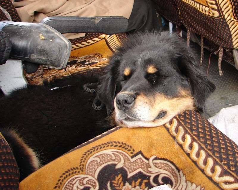tibetan