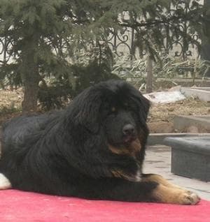 tibetan