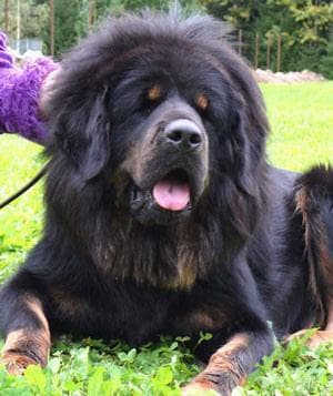 tibetan