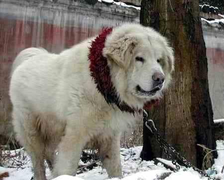 mastiff