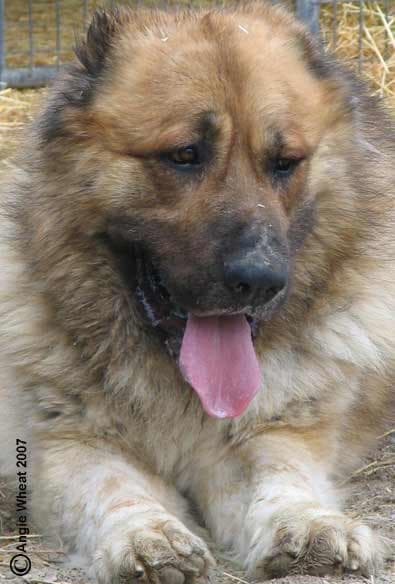 tibetan