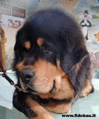 tibetan