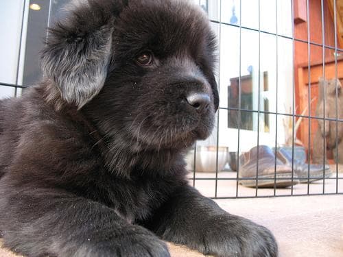 tibetan