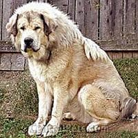 tibetan