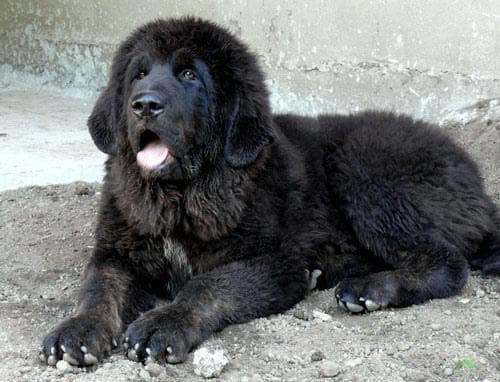 tibetan