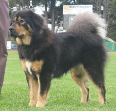 tibetan