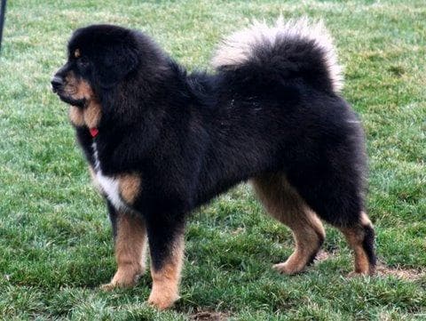 tibetan