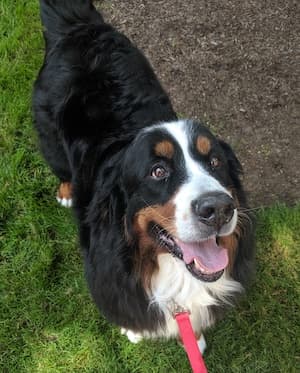 bernese