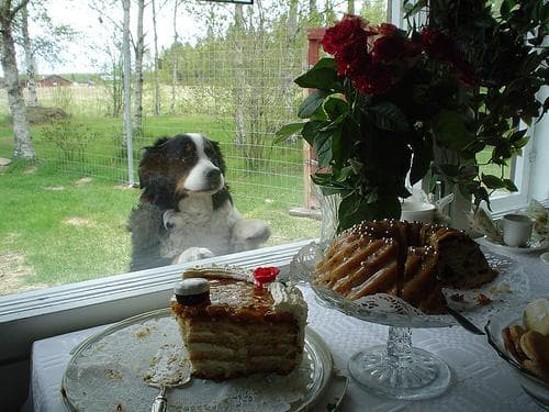 bernese